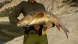 Picture of Call of the Wild: The Angler™ – Spain Reserve |ROW|