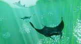 ABZU