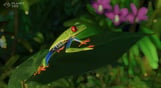 Planet Zoo: South America Pack