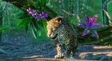 Planet Zoo: South America Pack