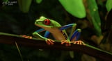 Planet Zoo: South America Pack