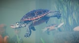 Planet Zoo: Aquatic Pack