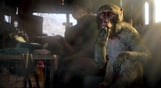 Far Cry 4 - DLC 3 - Overrun