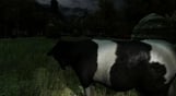 The Cows Are Watching