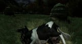 The Cows Are Watching