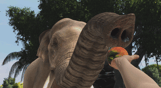 Zoo Tycoon: Ultimate Animal Collection