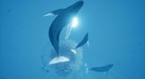 ABZU