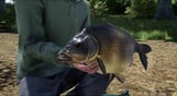 Fishing Sim World: Pro Tour – Giant Carp Pack