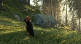 theHunter: Call of the Wild - Bloodhound