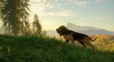 theHunter: Call of the Wild - Bloodhound