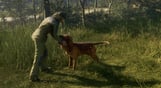 theHunter: Call of the Wild - Bloodhound