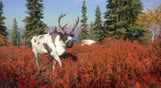 theHunter: Call of the Wild - Yukon Valley