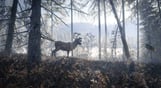 theHunter: Call of the Wild - Medved-Taiga