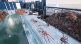 Fishing: Barents Sea - King Crab (Misc Games)