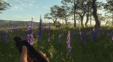 theHunter: Call of the Wild - Modern Rifle Pack