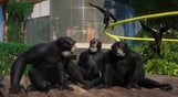 Planet Zoo: Conservation Pack