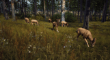 Way of the Hunter: Elite Edition