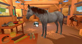 Equestrian Training