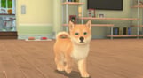 My Universe - Puppies & Kittens