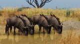 Planet Zoo: Grasslands Animal Pack