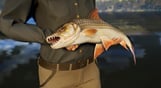 Call of the Wild: The Angler™ - South Africa Reserve