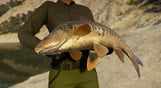 Call of the Wild: The Angler™ – Spain Reserve