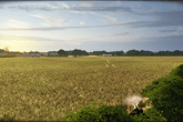 Steel Division: Normandy 44 - DE