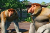 Planet Zoo: Southeast Asia Animal Pack