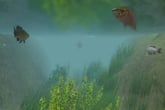European Fishing