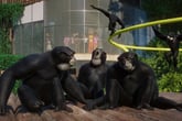 Planet Zoo: Conservation Pack
