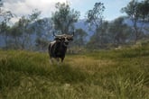 theHunter: Call of the Wild - Emerald Coast Australia