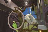 House Flipper Pets