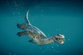 Jurassic World Evolution 2: Prehistoric Marine Species Pack